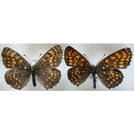 Melitaea athalia (Rottemburg, 1775) pair Poland10e